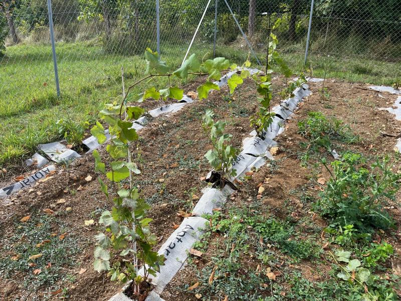 Premiers rangs de vignes
